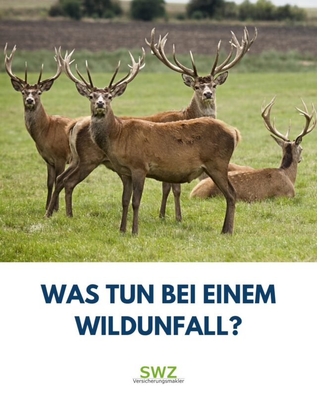 🦌💥 Plötzlich steht ein Reh auf der Straße – keine Chance zum Ausweichen?
So verhältst du dich richtig nach einem Wildunfall:

✅ Sofort anhalten, Warnblinkanlage einschalten
✅ Unfallstelle absichern, Warnweste anziehen
✅ Polizei verständigen – wichtig für die Versicherung
✅ Tier nicht anfassen – Verletzungsgefahr!
✅ Fotos machen: Fahrzeug, Tier, Umgebung
✅ Versicherung kontaktieren und Schaden melden

📋 Ob dein Schaden gedeckt ist, hängt von deiner Polizze ab – wir prüfen das gerne mit dir gemeinsam!
➡️ Jetzt Termin vereinbaren für deinen kostenlosen Polizzencheck.

📧 info@SWZvers.at
🖥 www.SWZvers.at
☎ 02742 / 30 717

#wildunfall #autoversicherung #versicherungstipp #swzversicherungsmakler #sicherunterwegs